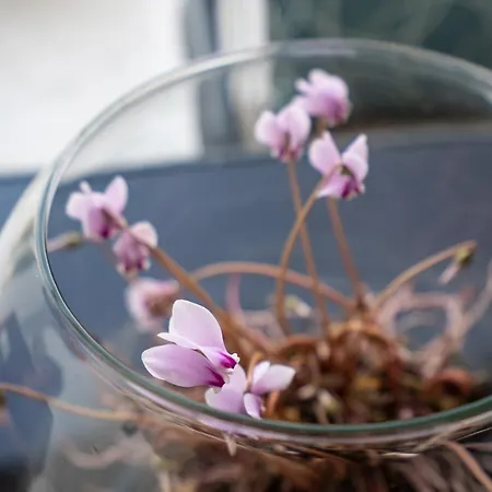 וילה Maria Pf Ee נידרי